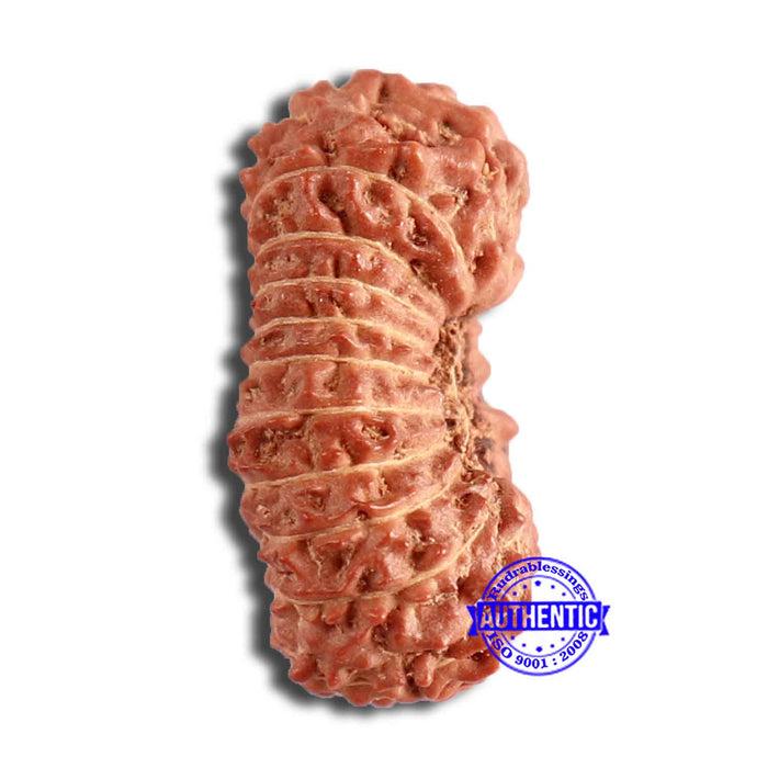 20 Mukhi Indonesian Rudraksha - Bead 84