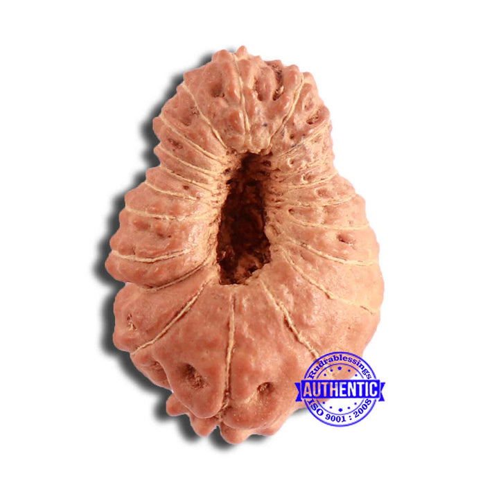 20 Mukhi Indonesian Rudraksha - Bead 85