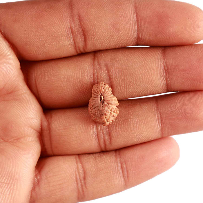 20 Mukhi Indonesian Rudraksha - Bead 85