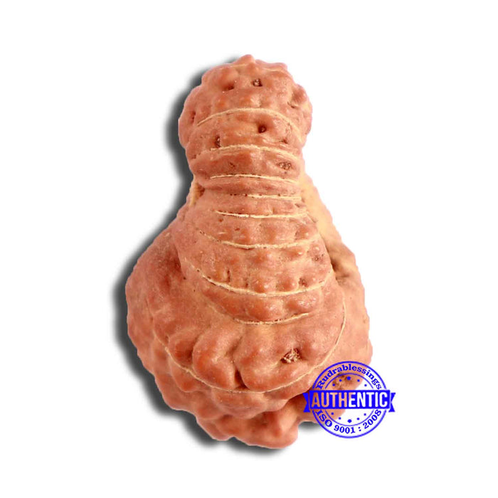 20 Mukhi Indonesian Rudraksha - Bead 85