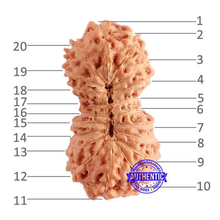 20 Mukhi Indonesian Rudraksha - Bead 86