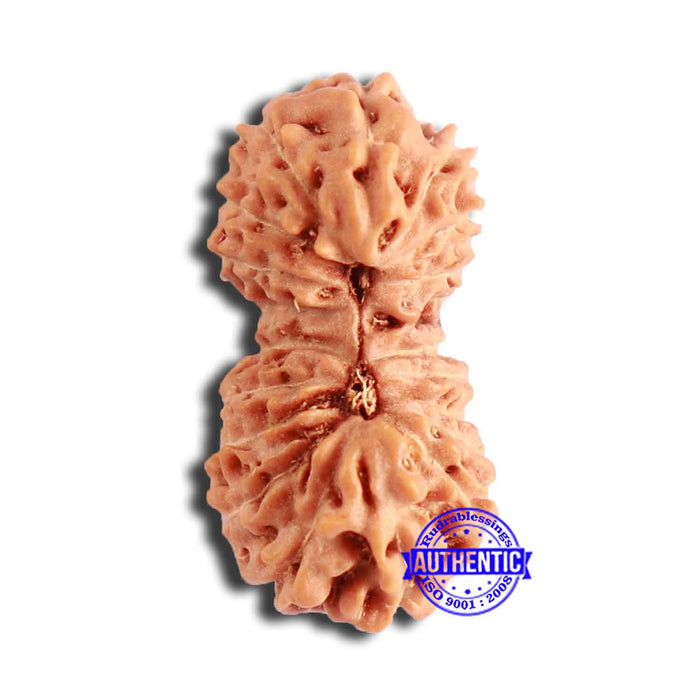 20 Mukhi Indonesian Rudraksha - Bead 86
