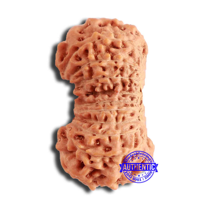 20 Mukhi Indonesian Rudraksha - Bead 86