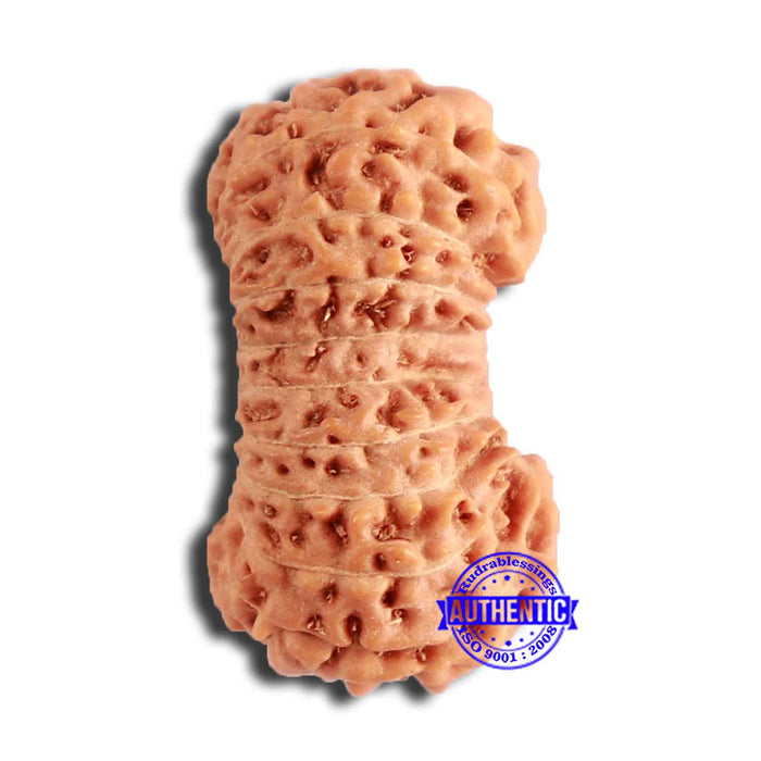 20 Mukhi Indonesian Rudraksha - Bead 86