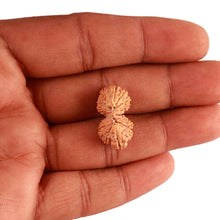Load image into Gallery viewer, 20 Mukhi Ganesha + Gaurishank Indonesian Rudraksha  - Bead 87
