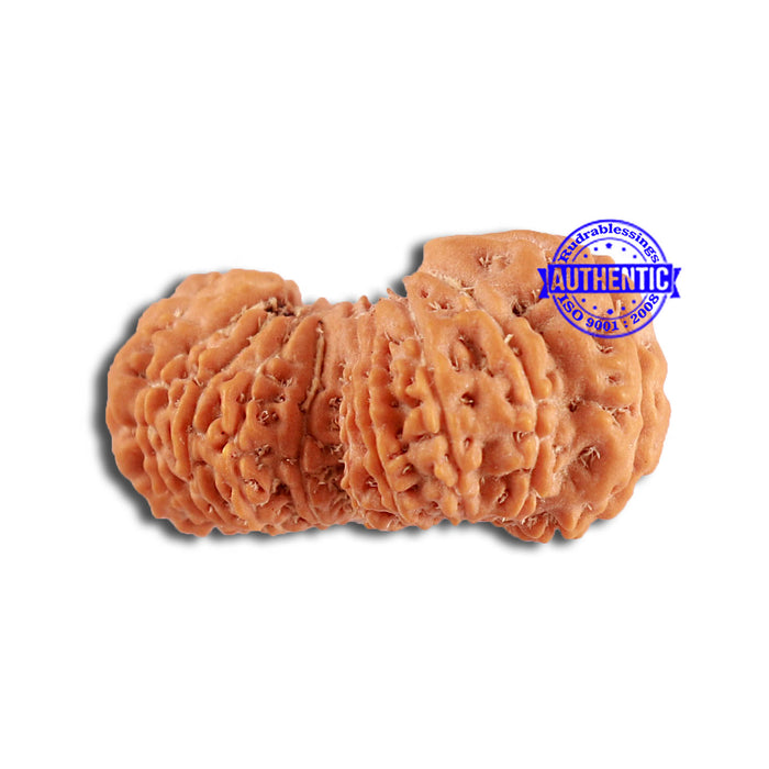 20 Mukhi Ganesha + Gaurishank Indonesian Rudraksha  - Bead 87