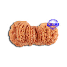 Load image into Gallery viewer, 20 Mukhi Ganesha + Gaurishank Indonesian Rudraksha  - Bead 87
