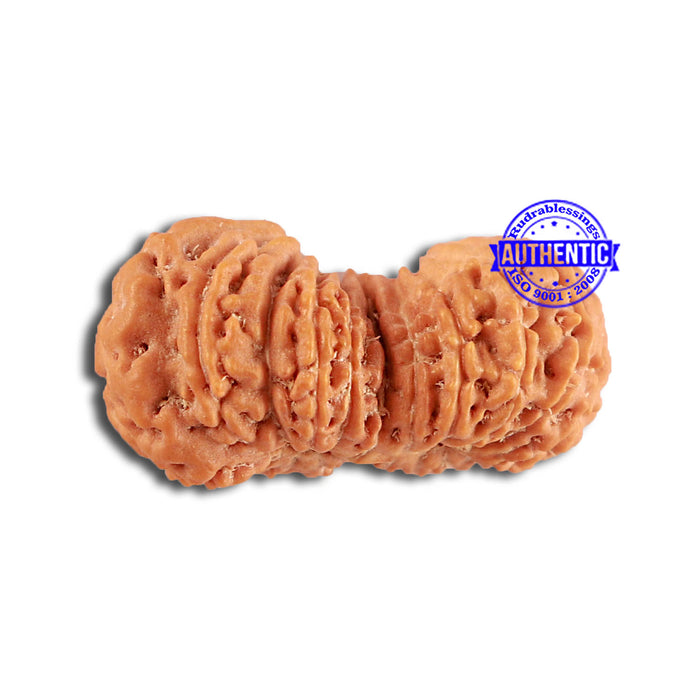 20 Mukhi Ganesha + Gaurishank Indonesian Rudraksha  - Bead 87