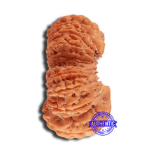 Load image into Gallery viewer, 20 Mukhi Ganesha + Gaurishank Indonesian Rudraksha  - Bead 87

