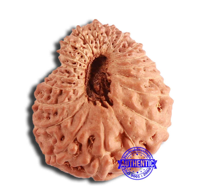 20 Mukhi Indonesian Rudraksha - Bead 88