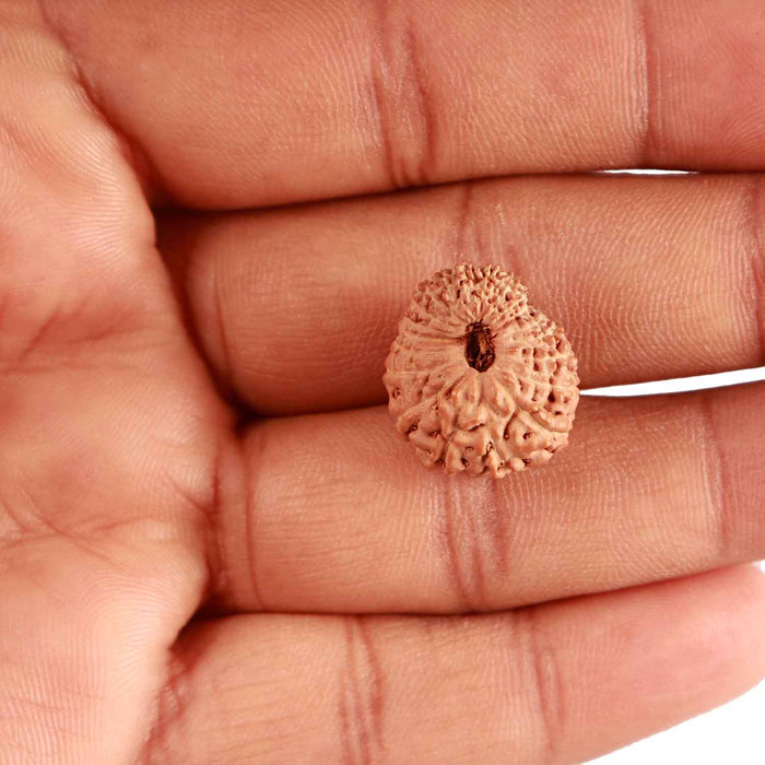 20 Mukhi Indonesian Rudraksha - Bead 88