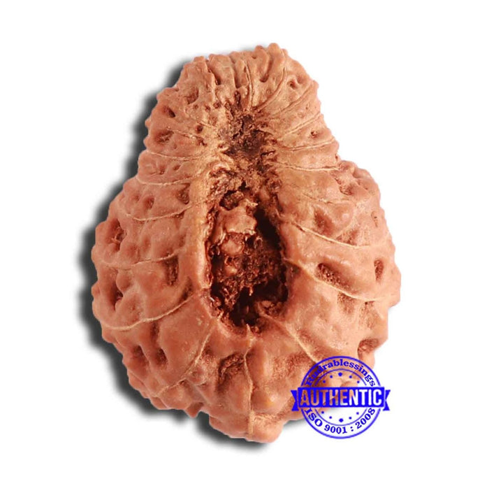 20 Mukhi Indonesian Rudraksha - Bead 89