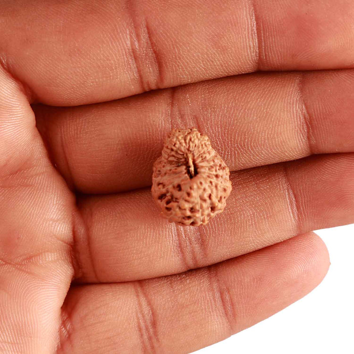20 Mukhi Indonesian Rudraksha - Bead 89