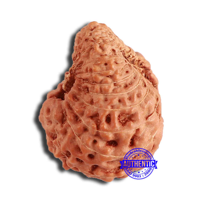 20 Mukhi Indonesian Rudraksha - Bead 89