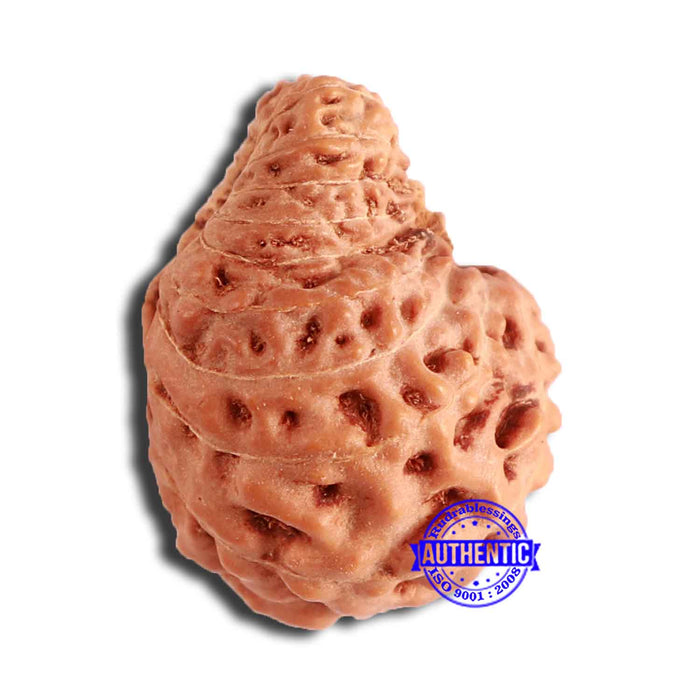 20 Mukhi Indonesian Rudraksha - Bead 89
