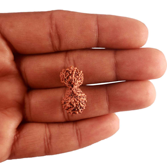 20 Mukhi Indonesian Gaurishankar Rudraksha - Bead 76