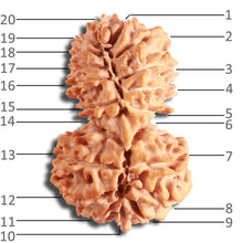 Load image into Gallery viewer, 20 Mukhi Gaurishankar Nepalese Rudraksha - Bead No 9
