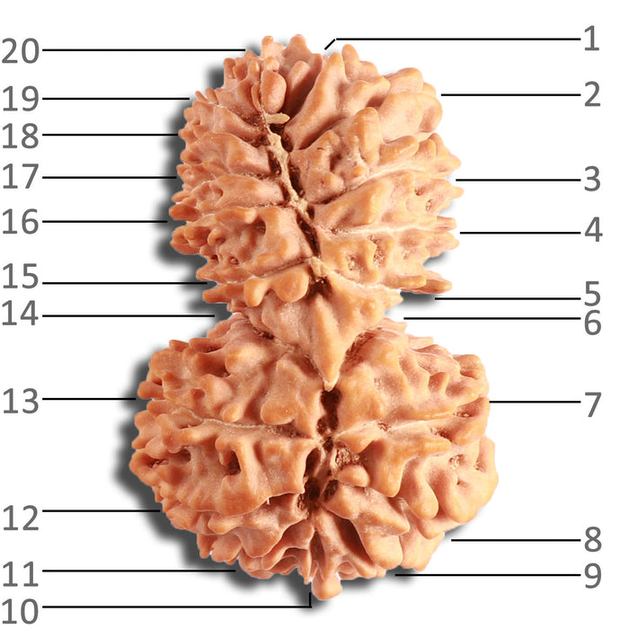 20 Mukhi Gaurishankar Nepalese Rudraksha - Bead No 9