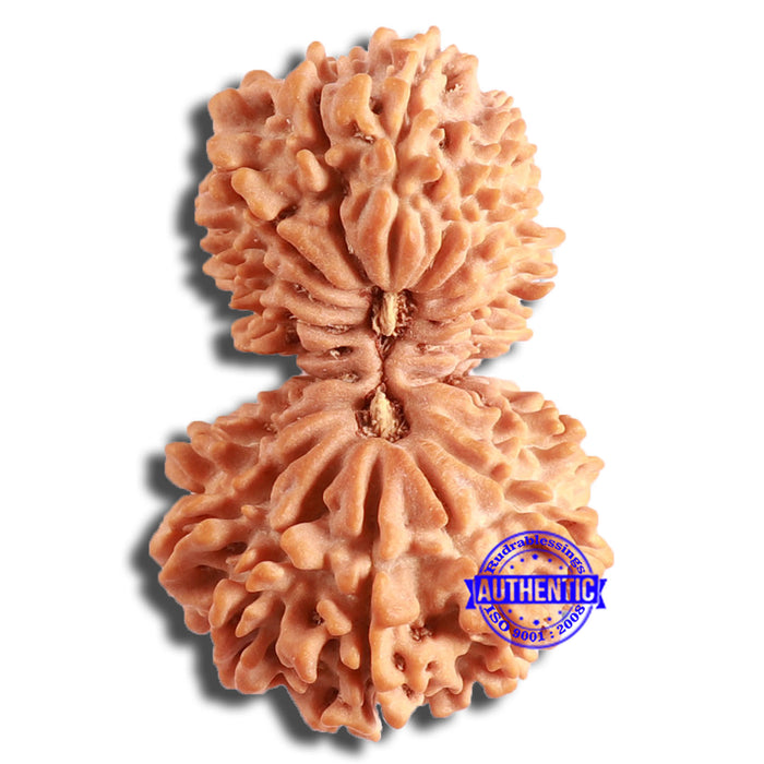 20 Mukhi Gaurishankar Nepalese Rudraksha - Bead No 9
