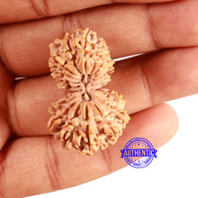 Load image into Gallery viewer, 20 Mukhi Gaurishankar Nepalese Rudraksha - Bead No 9
