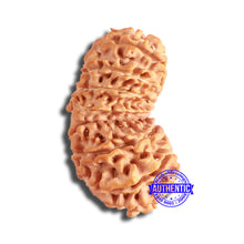 Load image into Gallery viewer, 20 Mukhi Gaurishankar Nepalese Rudraksha - Bead No 9
