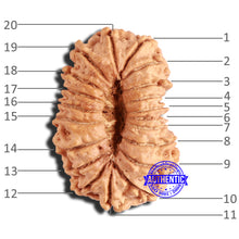 Load image into Gallery viewer, 20 Mukhi Nepalese Rudraksha - Bead No 8
