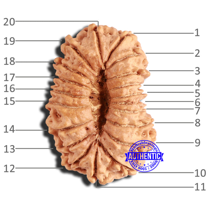 20 Mukhi Nepalese Rudraksha - Bead No 8
