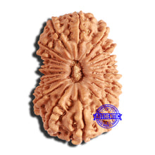 Load image into Gallery viewer, 20 Mukhi Nepalese Rudraksha - Bead No 8

