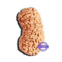 Load image into Gallery viewer, 20 Mukhi Nepalese Rudraksha - Bead No 8
