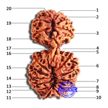Load image into Gallery viewer, 20 Mukhi Gaurishankar Nepalese Rudraksha - Bead No 7
