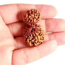 Load image into Gallery viewer, 20 Mukhi Gaurishankar Nepalese Rudraksha - Bead No 7
