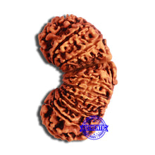 Load image into Gallery viewer, 20 Mukhi Gaurishankar Nepalese Rudraksha - Bead No 7
