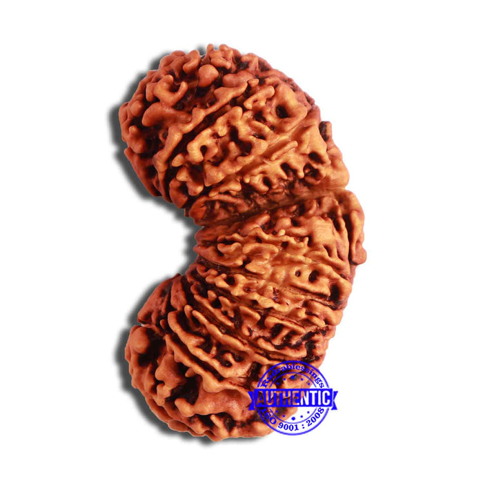 20 Mukhi Gaurishankar Nepalese Rudraksha - Bead No 7
