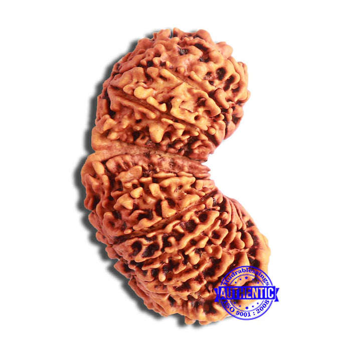 20 Mukhi Gaurishankar Nepalese Rudraksha - Bead No 7