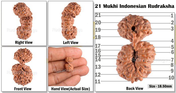 21 Mukhi Indonesian Gaurishankar Rudraksha - Bead 68
