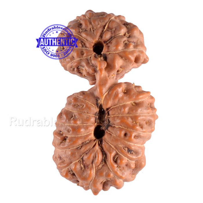 21 Mukhi Indonesian Gaurishankar Rudraksha - Bead 68