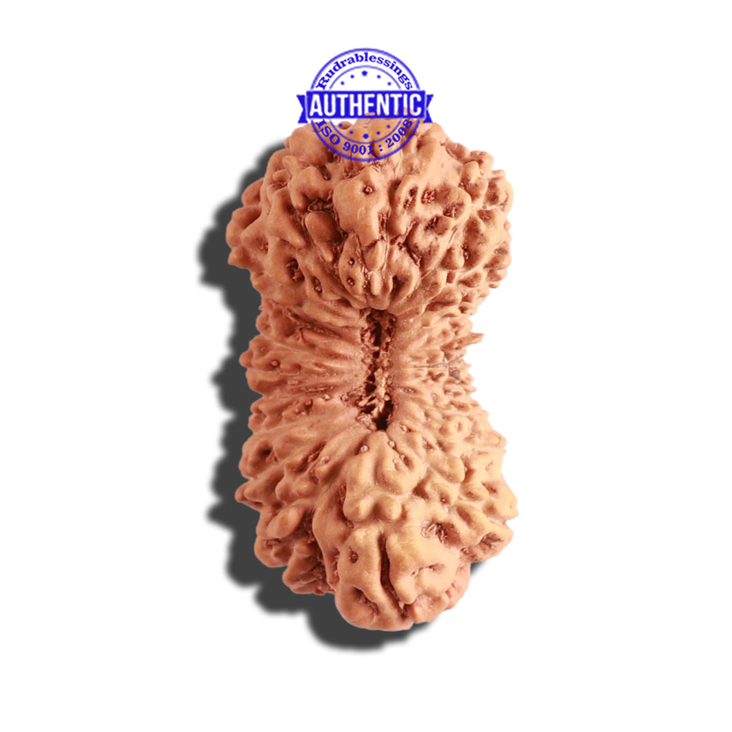 21 Mukhi Indonesian Rudraksha - Bead No. 114