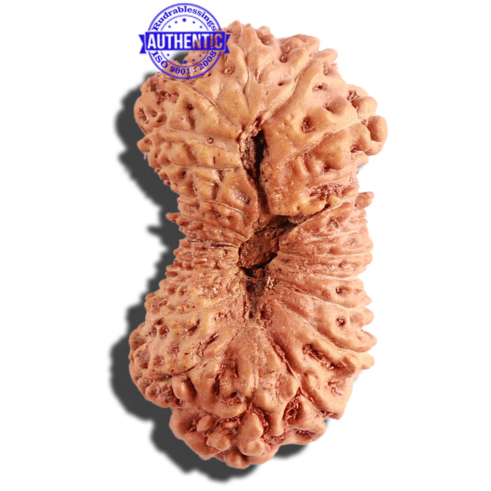 21 Mukhi Indonesian Rudraksha - Bead No. 114