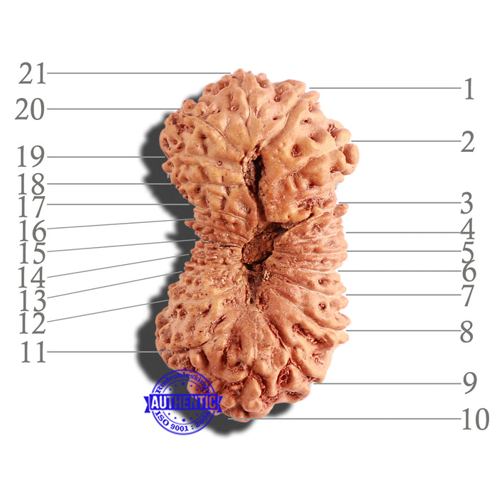 21 Mukhi Indonesian Rudraksha - Bead No. 114