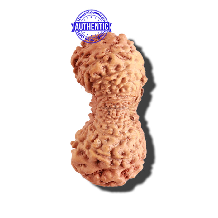 21 Mukhi Indonesian Rudraksha - Bead No. 114
