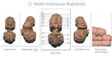 Load image into Gallery viewer, 21 Mukhi Indonesian Gaurishankar Rudraksha - Bead No. 37
