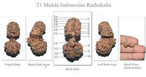 21 Mukhi Indonesian Gaurishankar Rudraksha - Bead No. 37