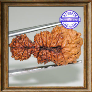 21 Mukhi Gaurishankar Rudraksha from Indonesia