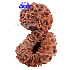 21 Mukhi Indonesian Gaurishankar Rudraksha - Bead No 79