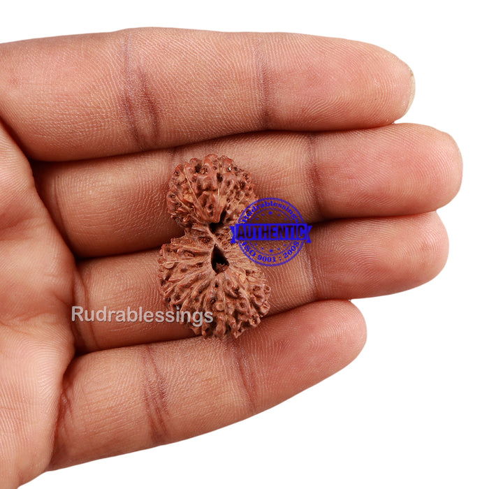 21 Mukhi Indonesian Gaurishankar Rudraksha - Bead No 79