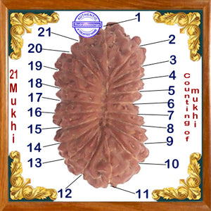 21 Mukhi Rudraksha from Indonesia