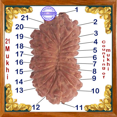 21 Mukhi Rudraksha from Indonesia
