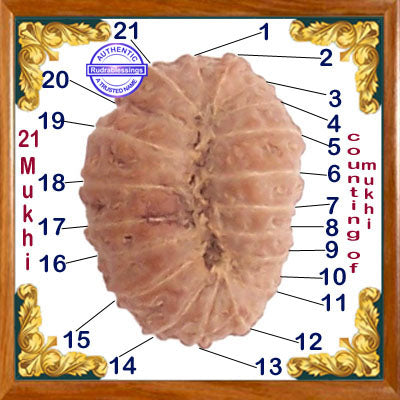 21 Mukhi Rudraksha from Indonesia