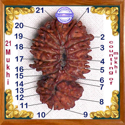 21 Mukhi Rudraksha from Nepal