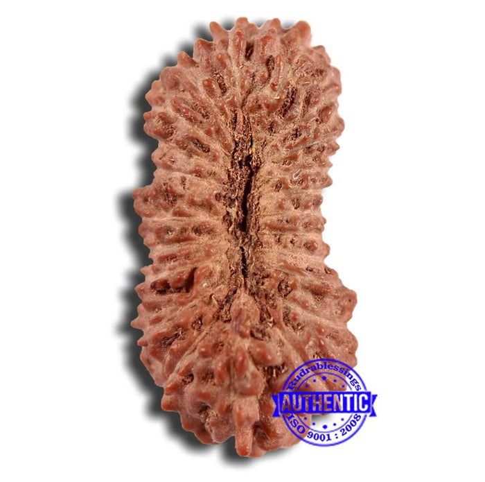 21 Mukhi Indonesian Rudraksha - Bead No. 129
